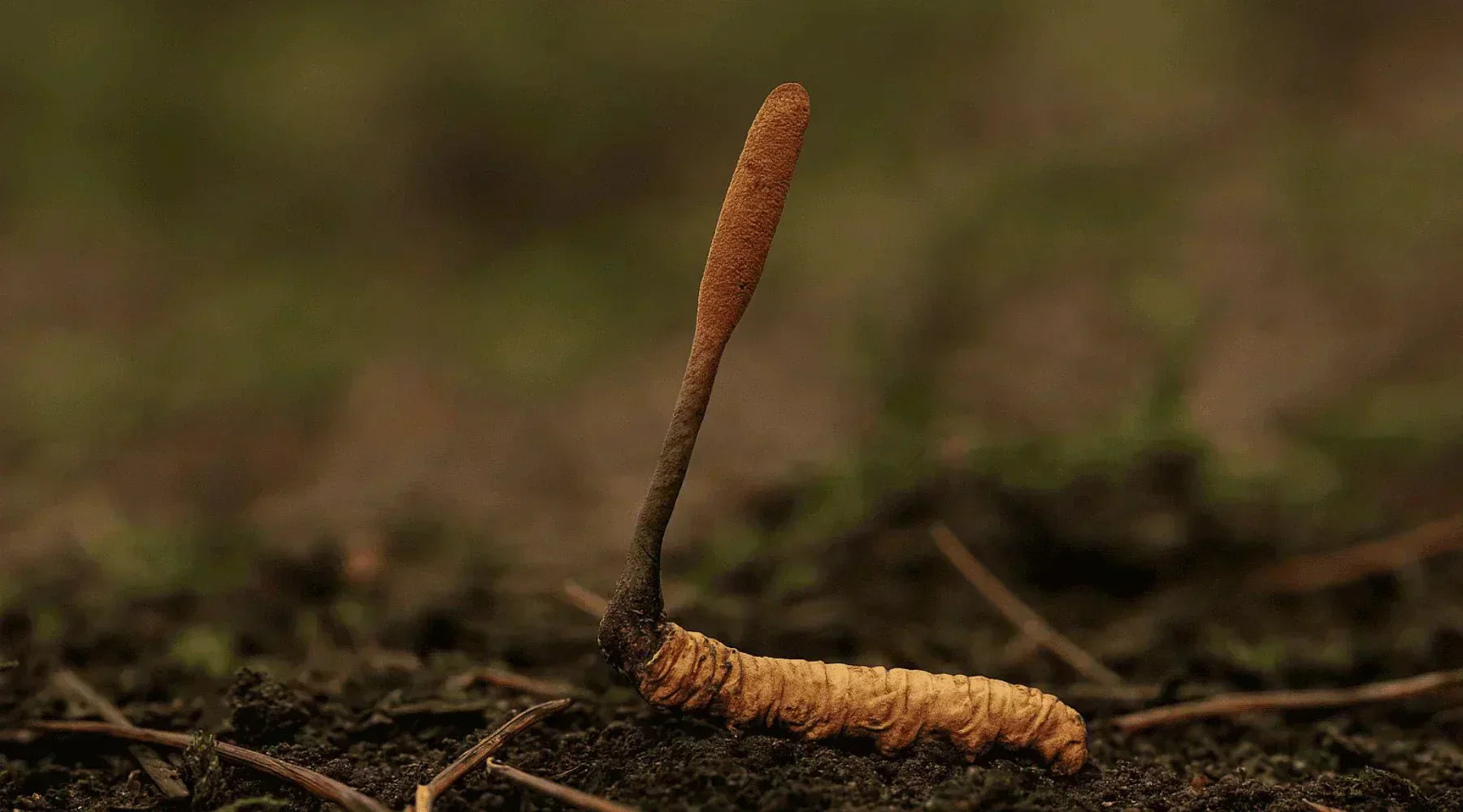 Adenosin eller cordycepin? Slik velger du riktig Cordyceps - Sopplement