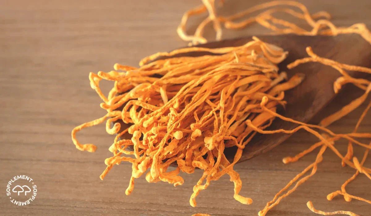 Alt du trenger å vite om Cordyceps sinensis CS-4 - Sopplement