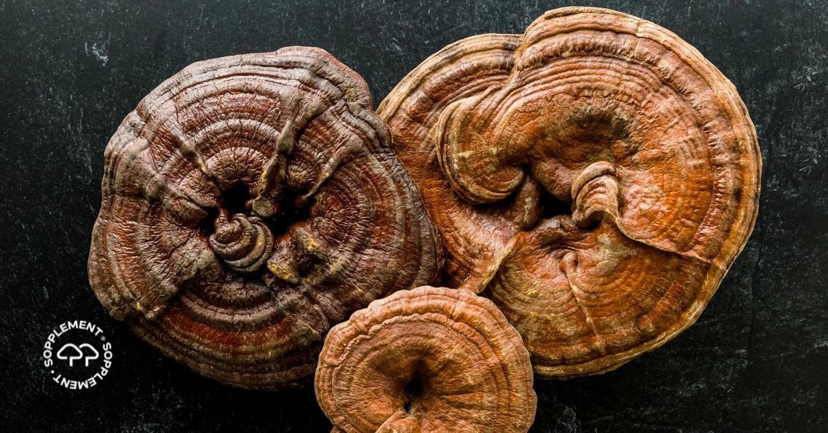Alt du trenger å vite om Reishi - Sopplement