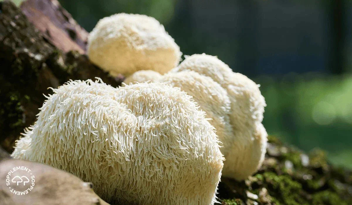 Hva er Lion’s Mane? Fordeler, bruk og forskning forklart - Sopplement