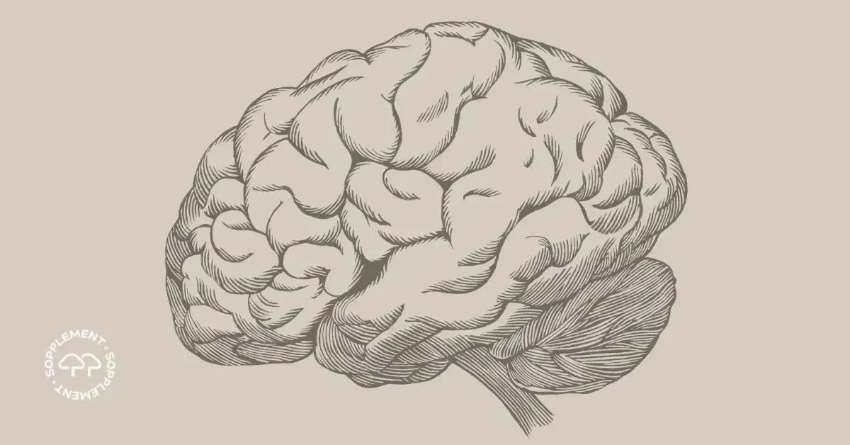 Hvordan kan Lion's Mane påvirke hjernen og nervesystemet? - Sopplement