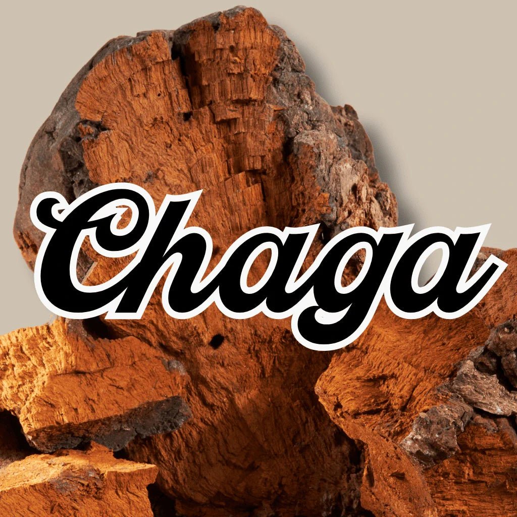 Chaga - Sopplement