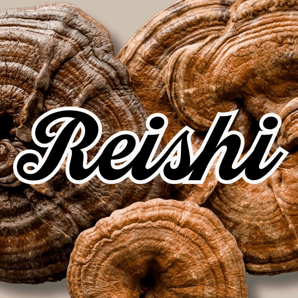Reishi - Sopplement
