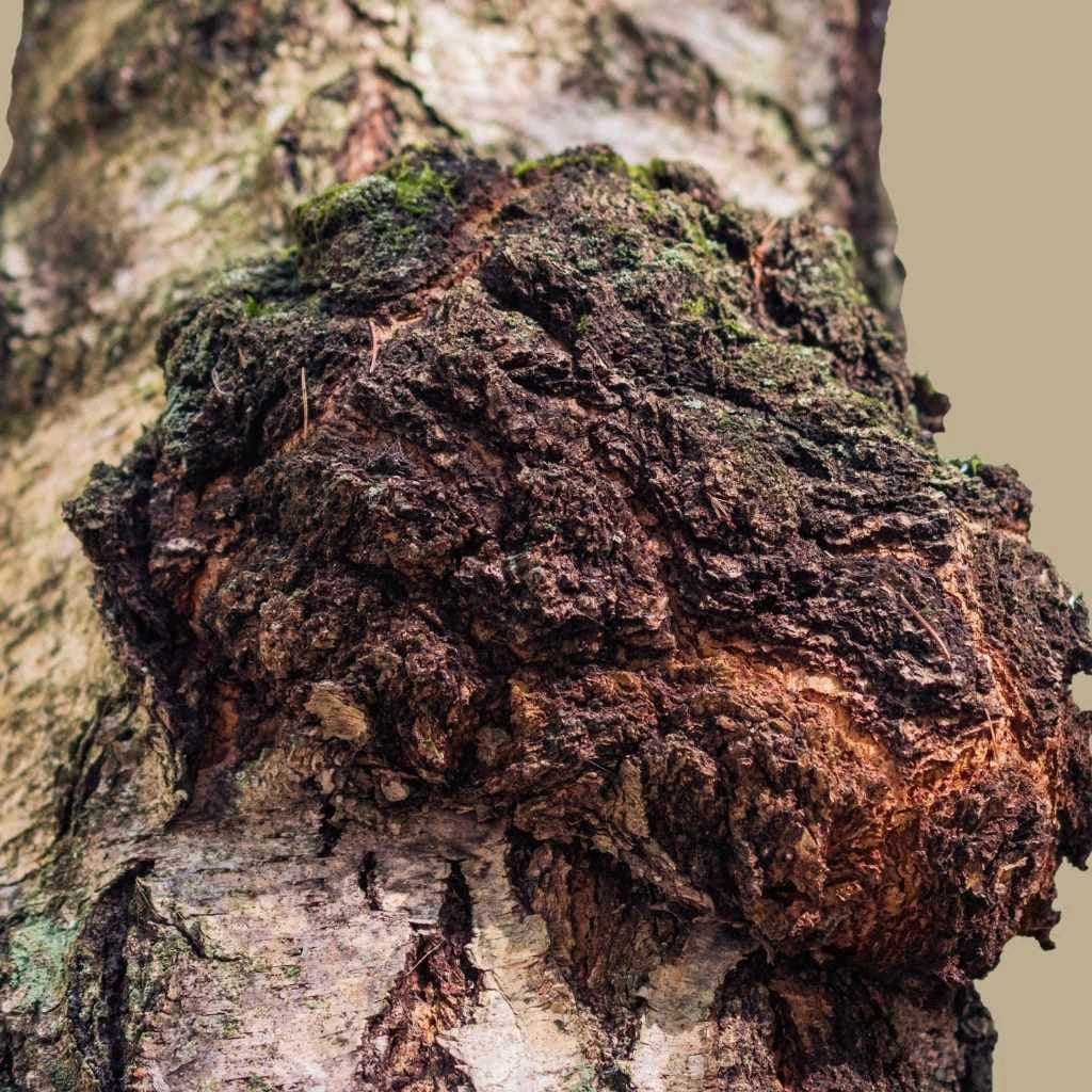 Chaga (Inonotus obliquus)rik på antioksidanter støtte til immunforsvar
