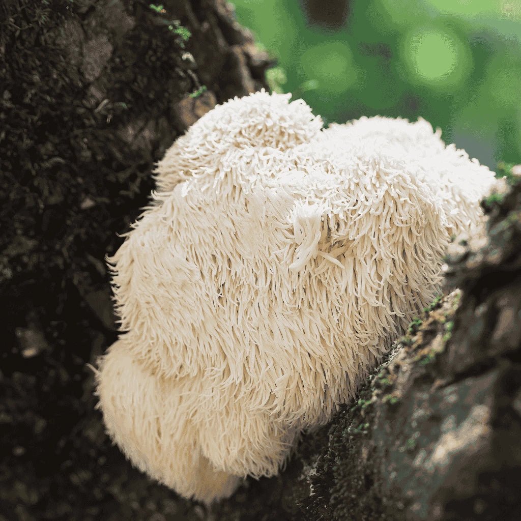 lion’s Mane (Hericium erinaceus) kjent for å støtte hjernehelse og kognitiv funksjon